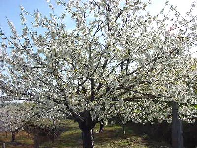 20090324141520-cerezoflor13.jpg